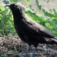 White-winged Chough